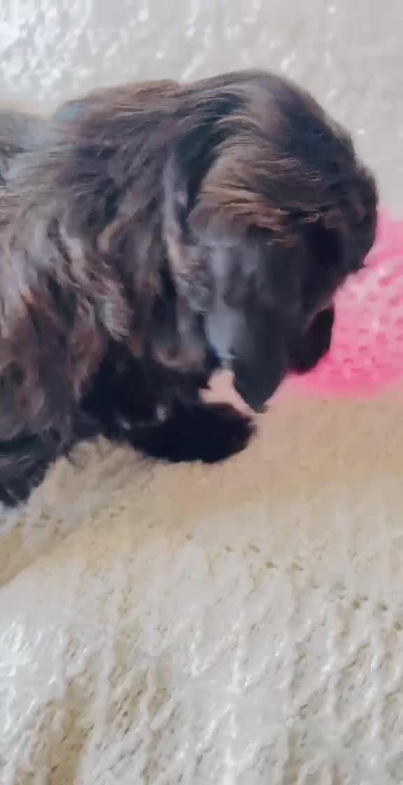 Maltipoo dogs for sale: Stunning F1 Toy Maltipoo Puppies - Boy & Girl - Video 2