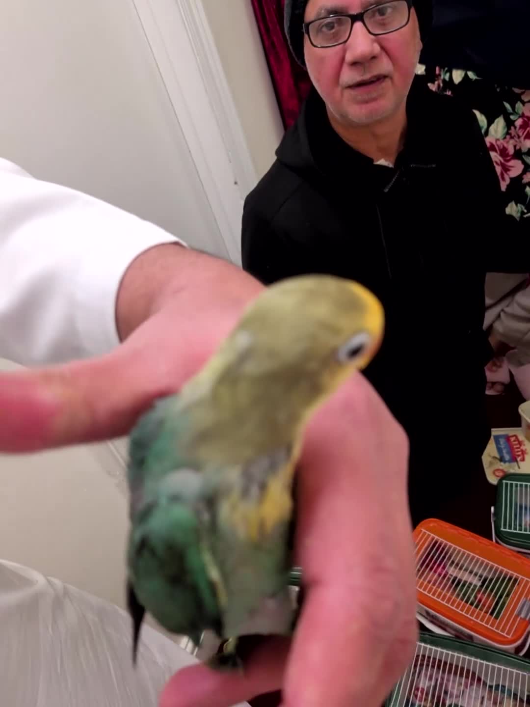 Lovebirds birds for sale: 🦜🐦Hand Tamed Baby Love Birds🦜🐦 in London - Video 1