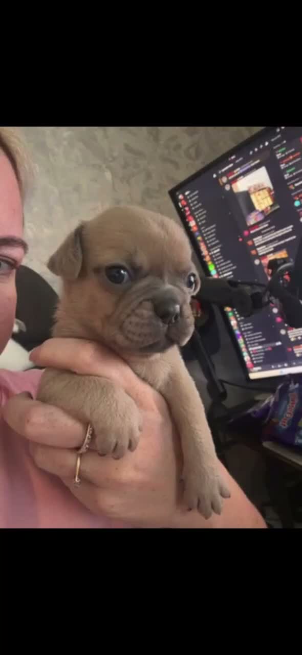 Frug dogs for sale: Stunning litter of 8 little FRUG boys  - Video 1
