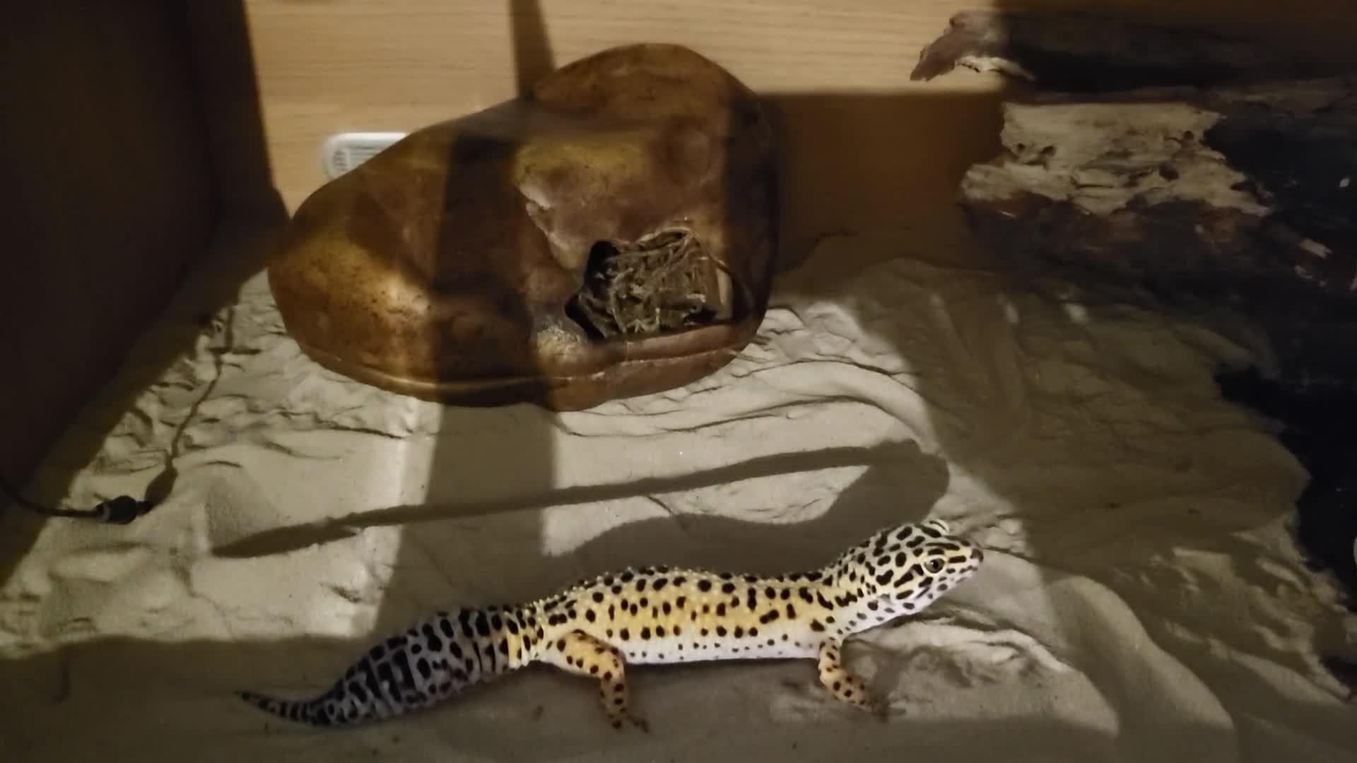 Gecko reptiles for sale: Leopard gecko - Video 1