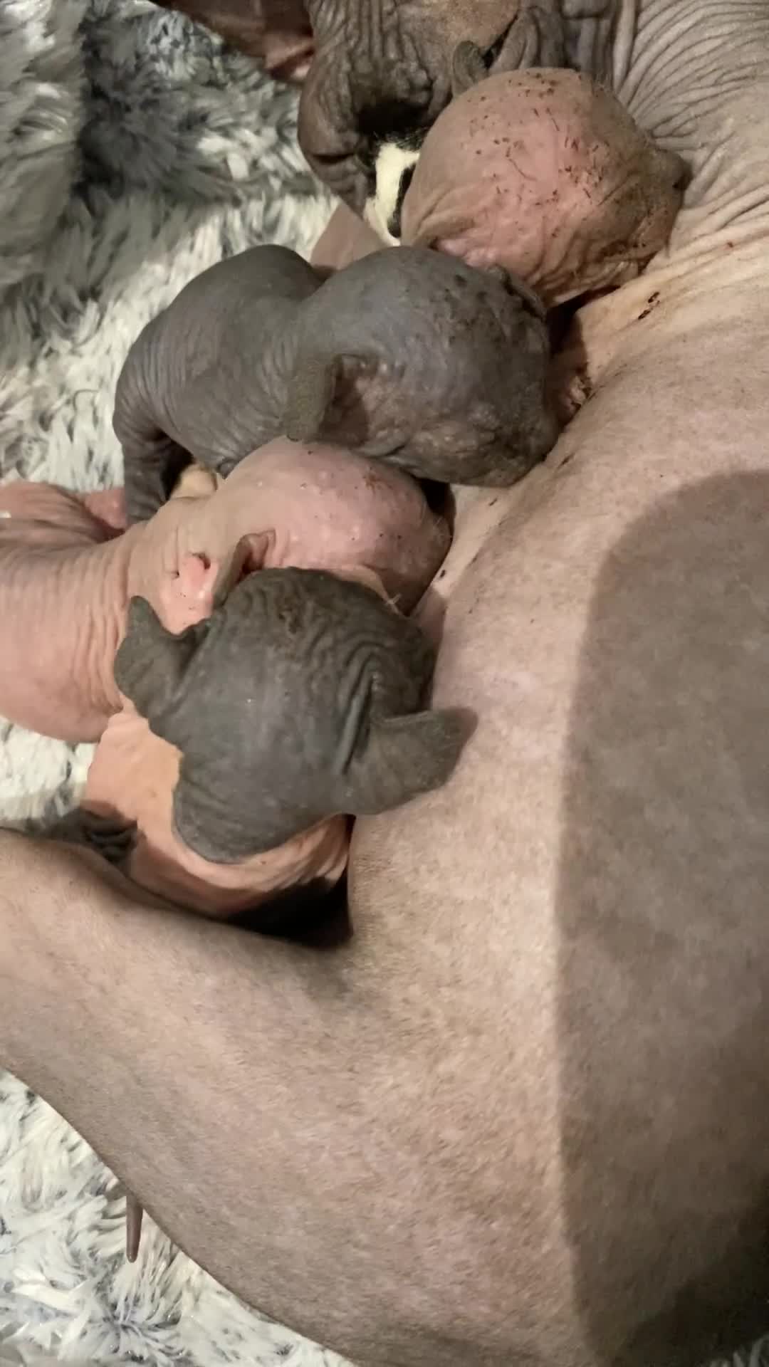 Sphynx cats for sale: Kittens sphinx Canadian  - Video 1