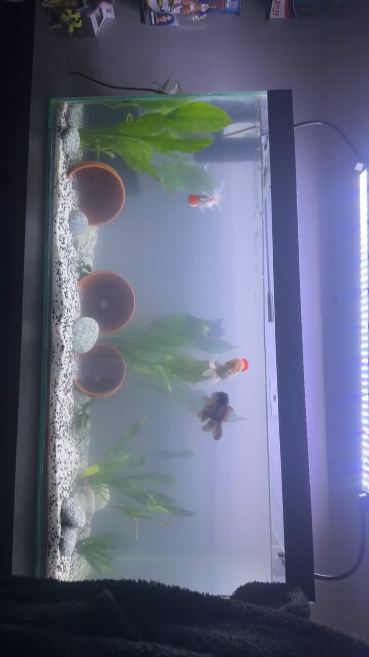 Fancy Goldfish fish for sale: 4 Fancy Goldfish /  **  Litre tank - Video 2