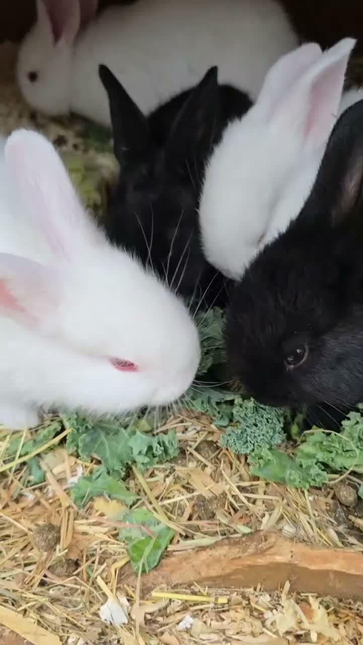 Continental Giant rabbits for sale: Continental Giant Rabbit Kits Bookings Now Open 🐰 - Video 2