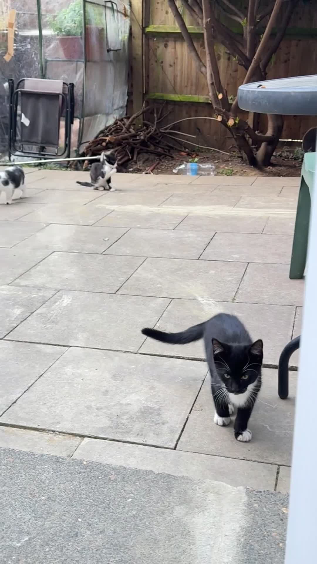Mixed Breed cats for sale: 2 tuxedo female cat  - Video 2