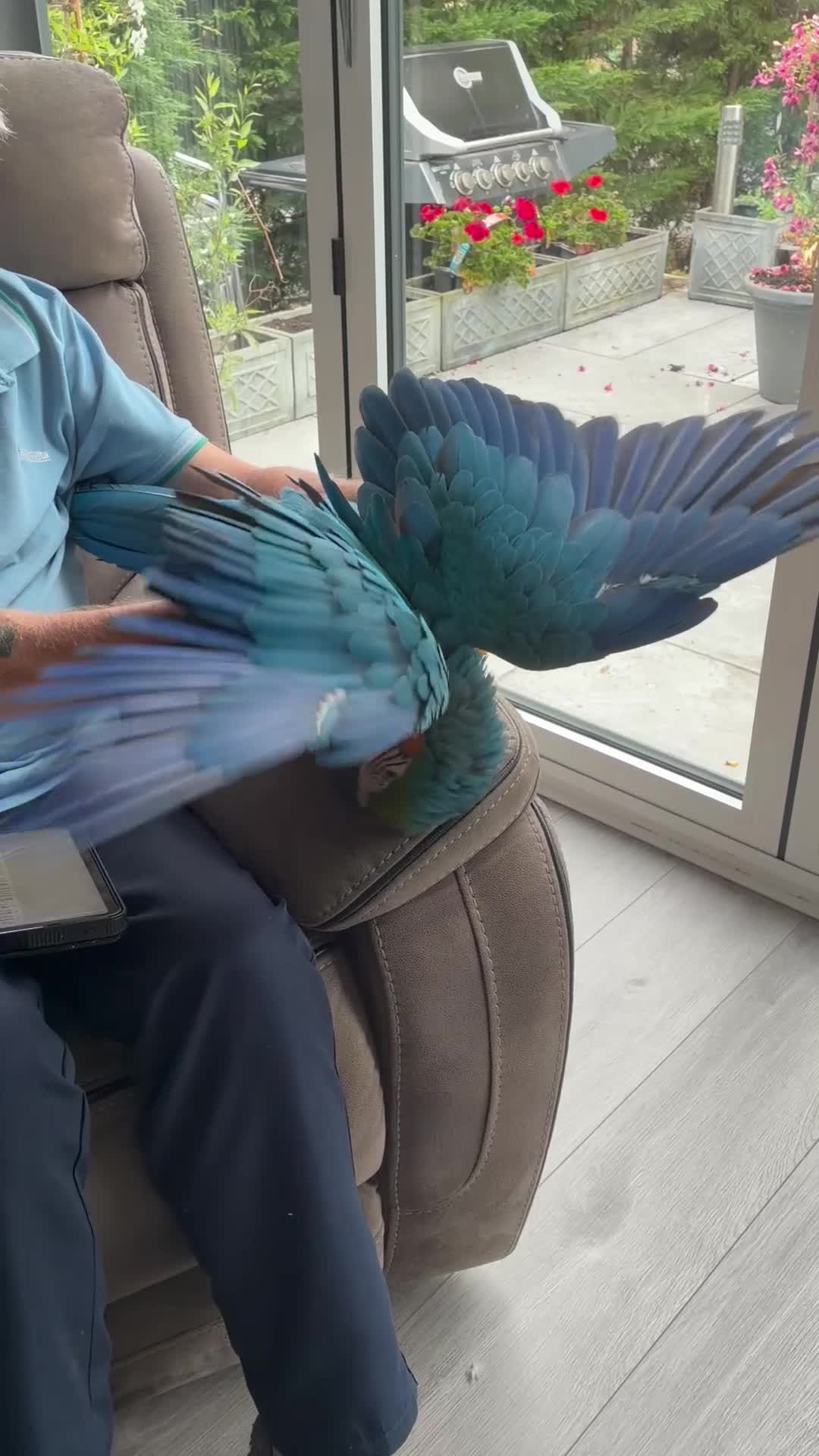 Macaws birds for sale: Beautiful macaw for sale in Hailsham - Video 2