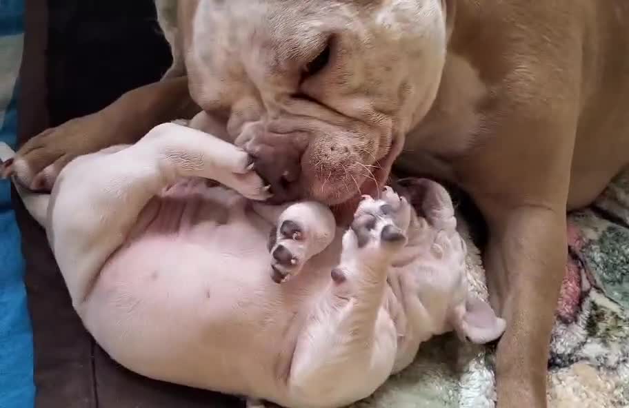 American Bully dogs for sale: American Bully Standard  - Video 1