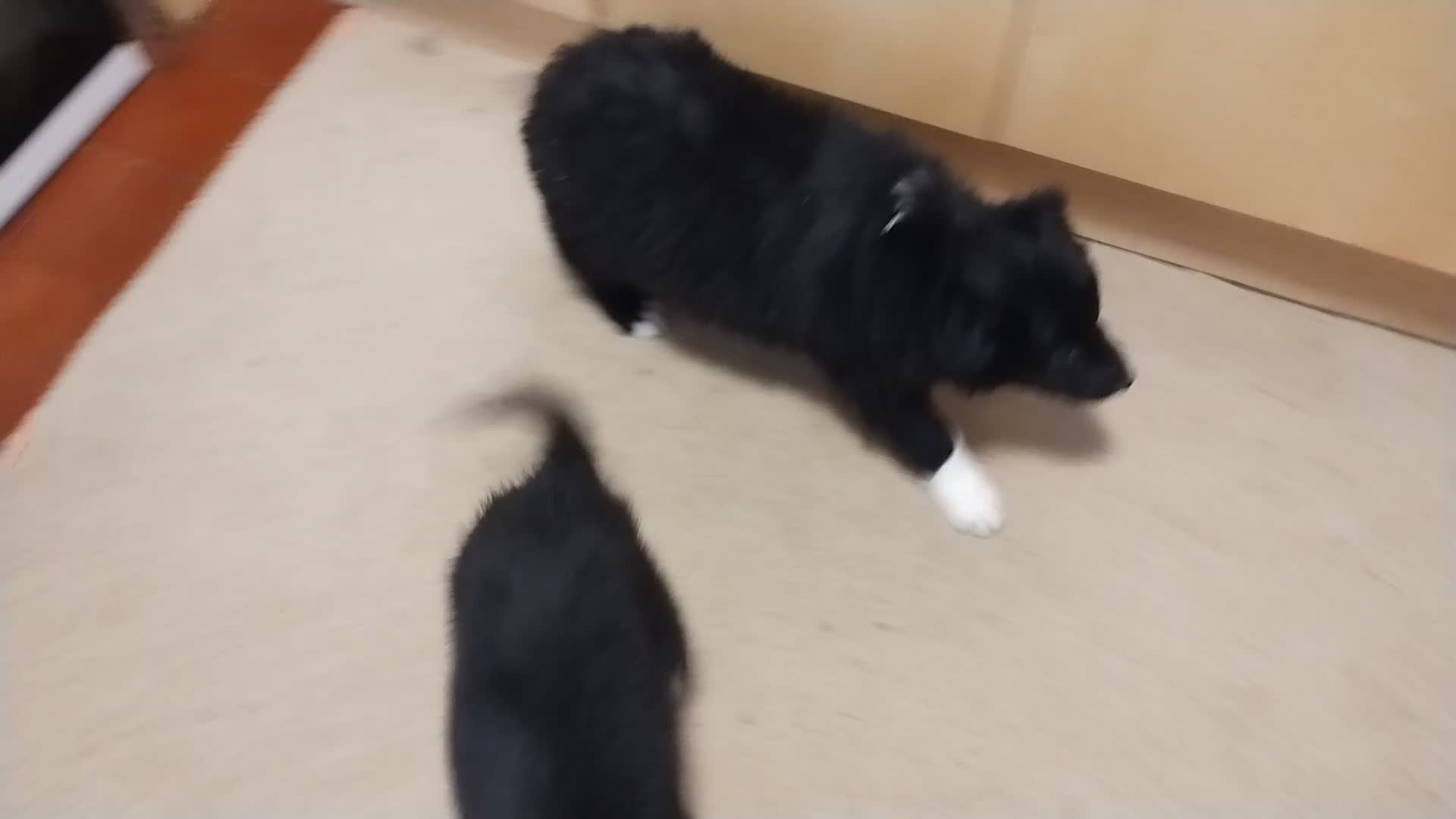 Border Collie dogs for sale: Border Collie Puppies Top Quality! - Video 3