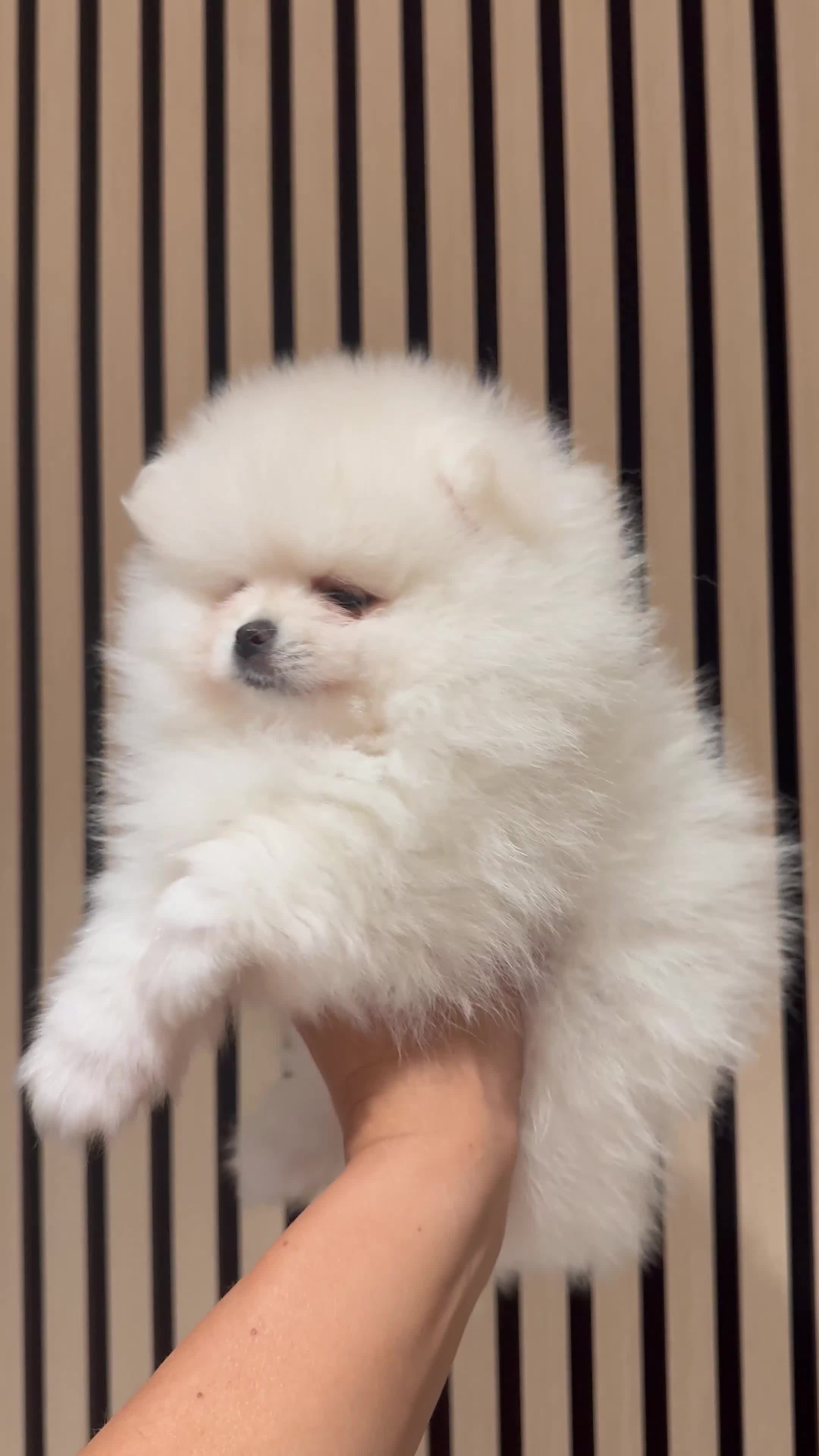 Pomeranian dogs for sale: Boy left! High quality KC reg from imported lines - Video 3