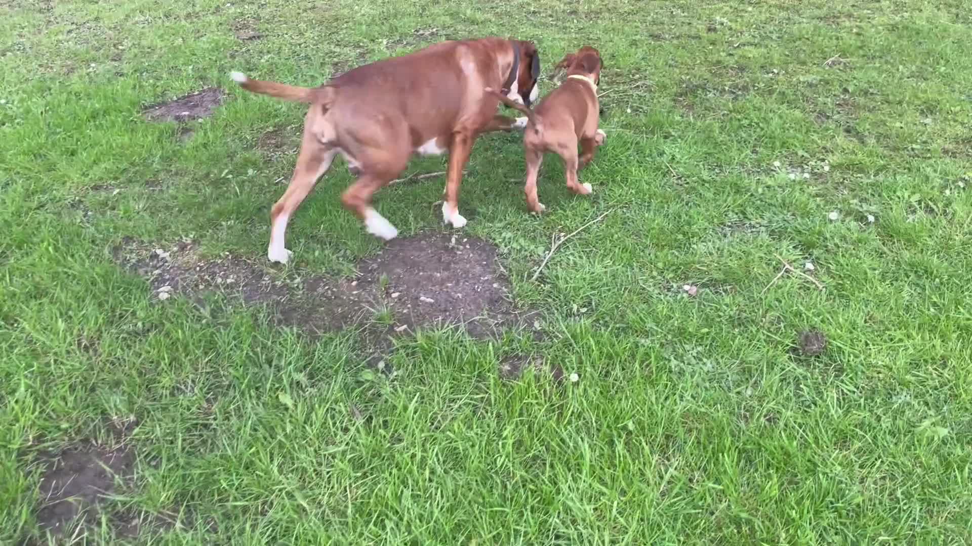 Boxer dogs for sale: Beautifull Boxer pups fully vaccinated - Video 2