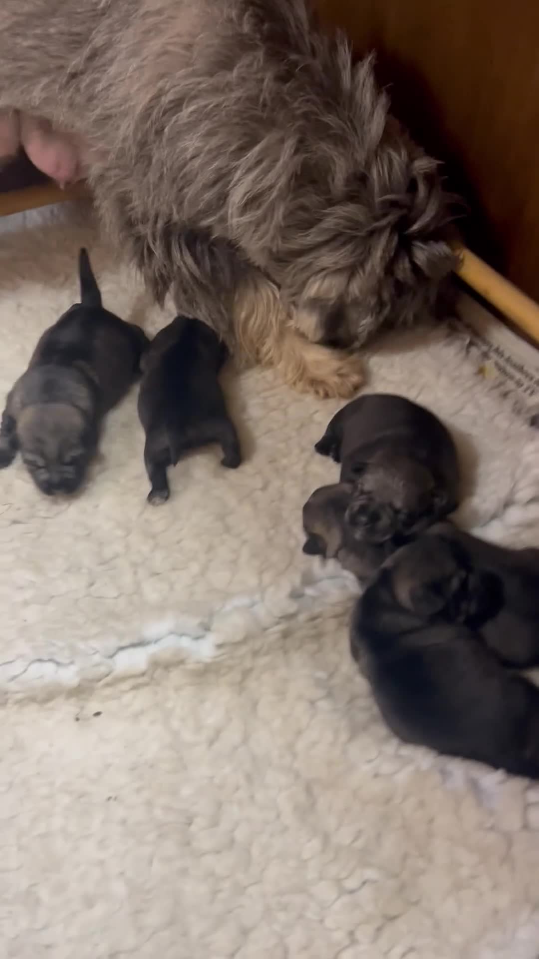 Schnauzer dogs for sale: KC reg , 1st vac male standard schnauzer  - Video 1