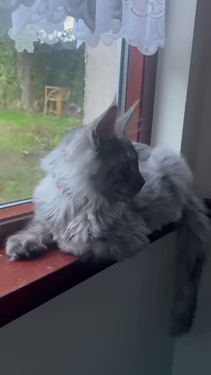 Maine Coon cats for sale: TICA REGISTERED Maine coon kitten ready now - Video 2
