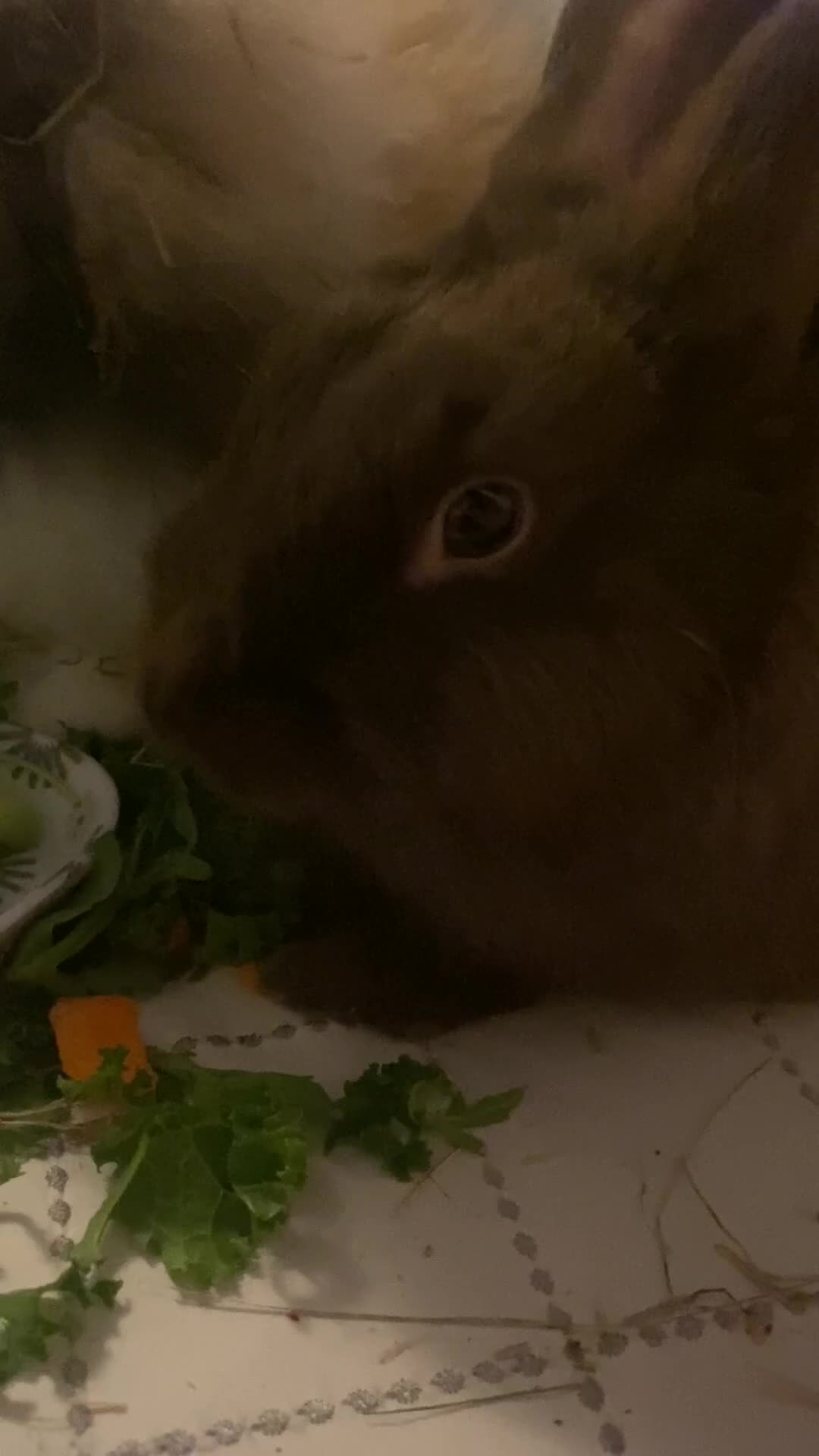 Lionhead rabbits for sale: ⭐️Beautiful purebred lionhead bunnies⭐️ - Video 1