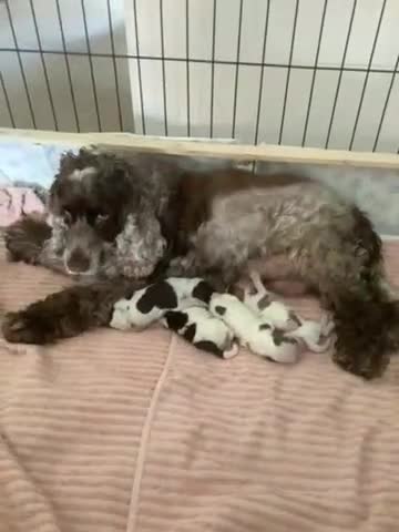 Cocker Spaniel dogs for sale: F1 Show Cocker Spaniels - Video 1