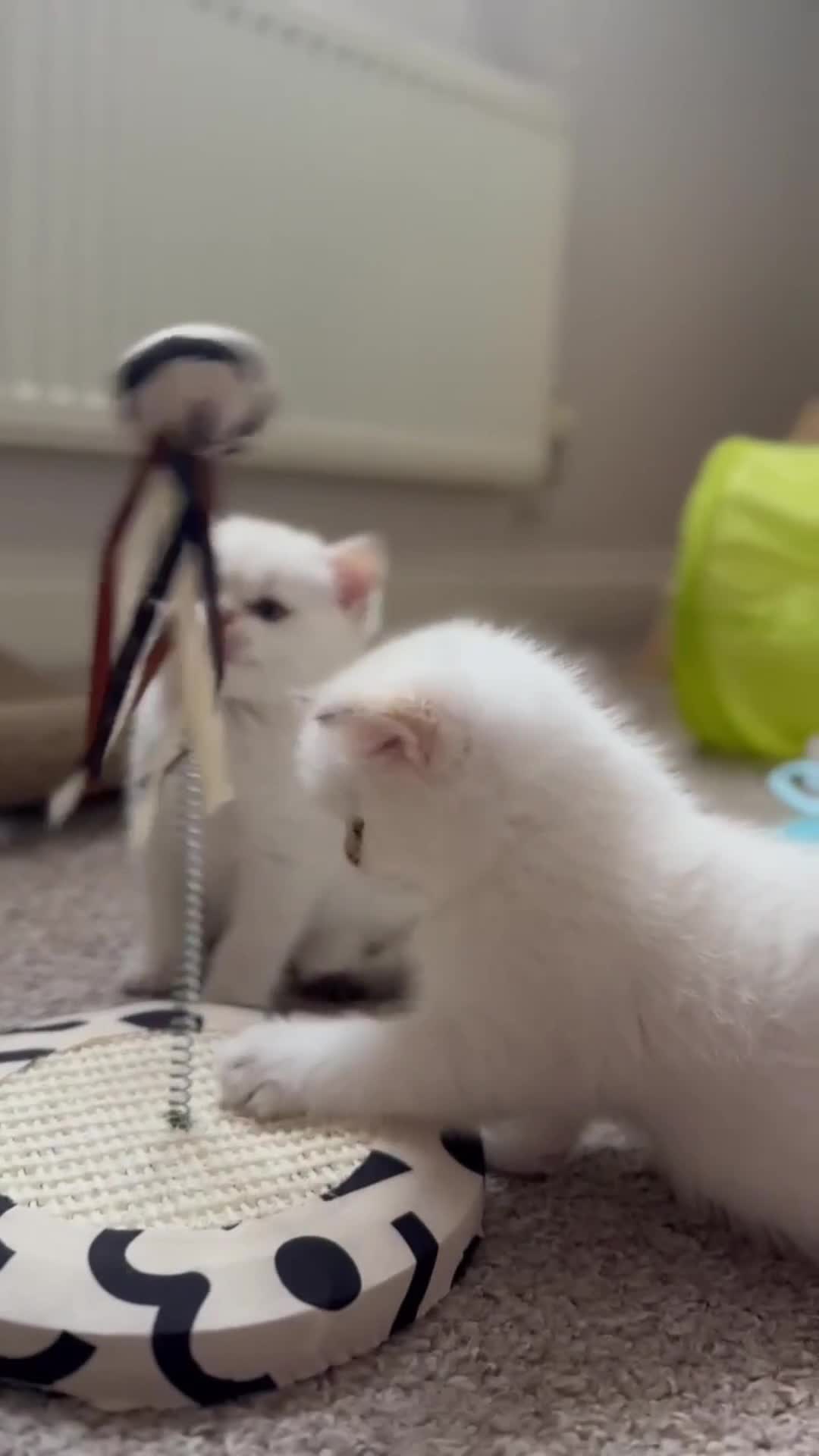 British Shorthair cats for sale: BSH Champion bloodlines TICA Kittens in Bedford - Video 4