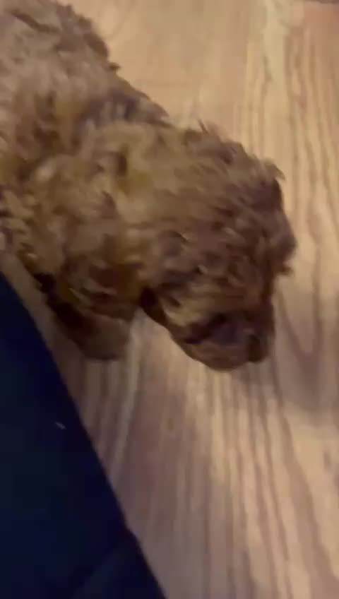 Toy Poodle dogs for sale: KC Registered Toy Poodle Puppies Available - Video 2