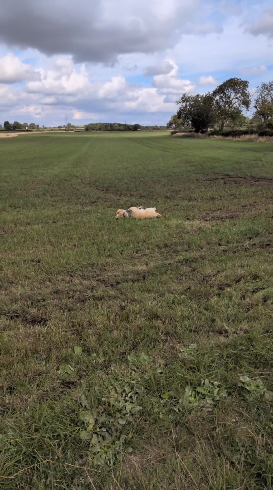 Mixed Breed dogs for sale: Bernard - Goldie Shepherd - Video 2