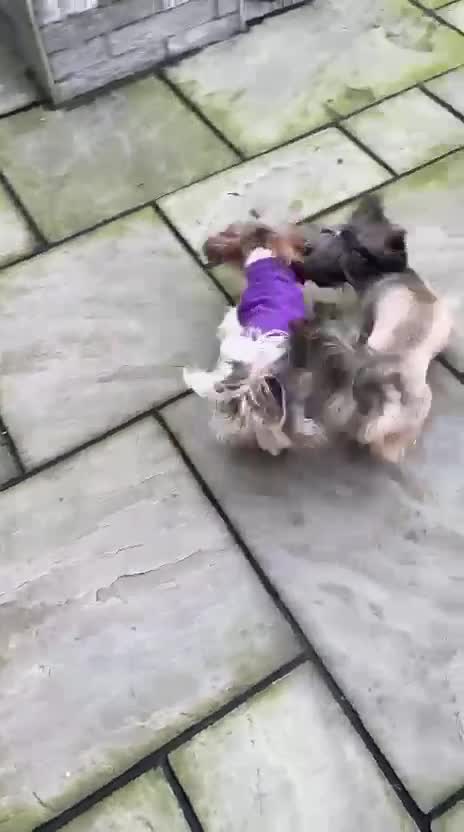 Shih Tzu dogs for sale: Imperial Shih Tzu female, 22 months KC registered. - Video 2