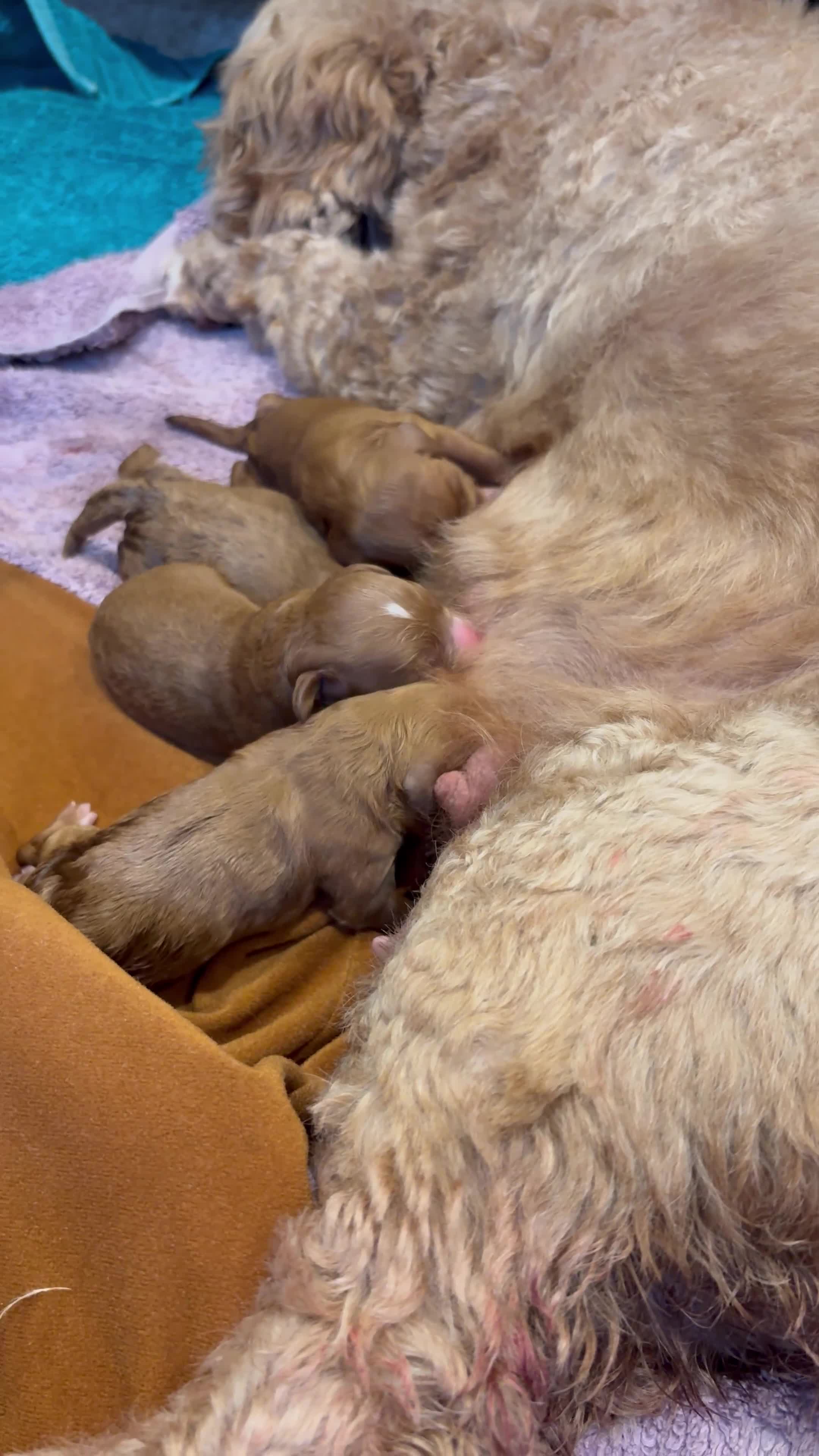 Cavapoo dogs for sale: F1b red Cavapoos puppies  - Video 1