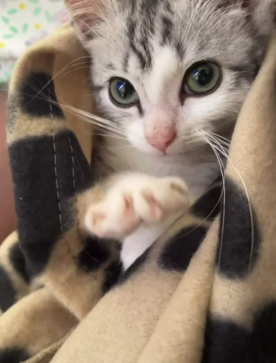 American Shorthair cats for sale: Sushy loving kitten looking for permanent home - Video 1