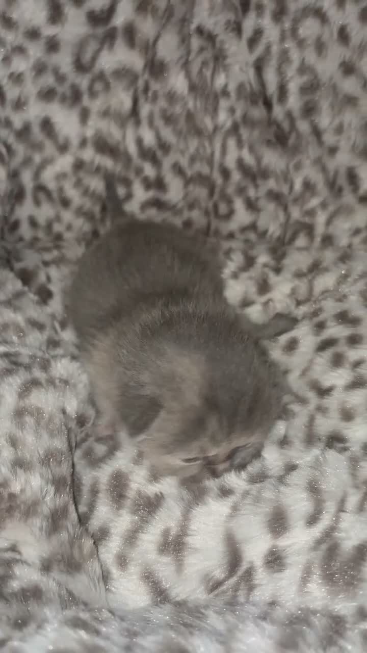 Persian cats for sale: Persian x british shorthaired kittens - Video 2