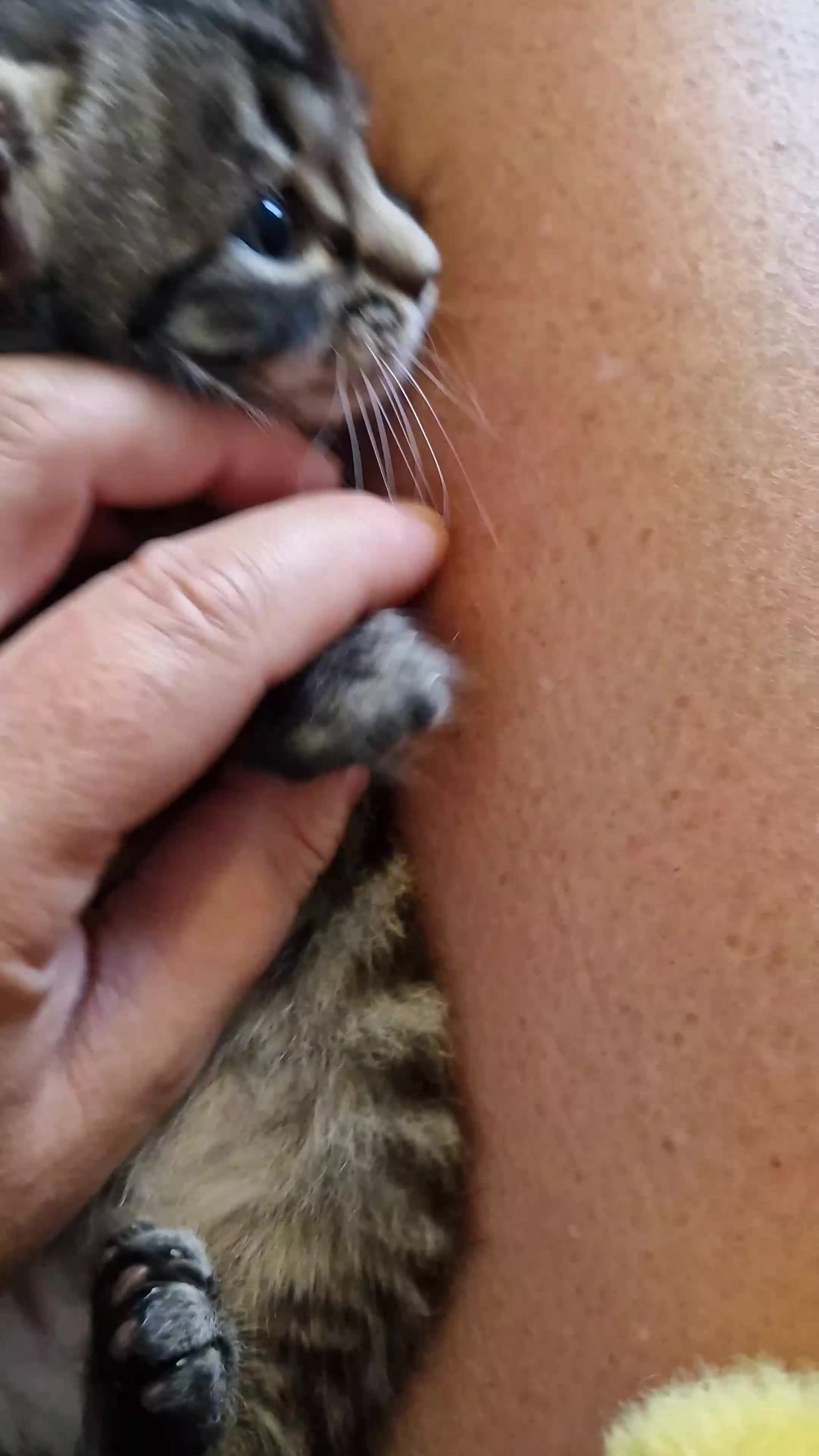 Domestic Shorthair cats for sale: 6 Adorable DSH kittens! Ginger & tabby babies ❤️  - Video 3