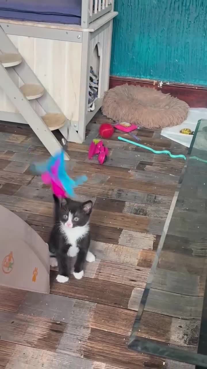 Mixed Breed cats for sale: Lovely litter of mixed short-hair  - Video 2