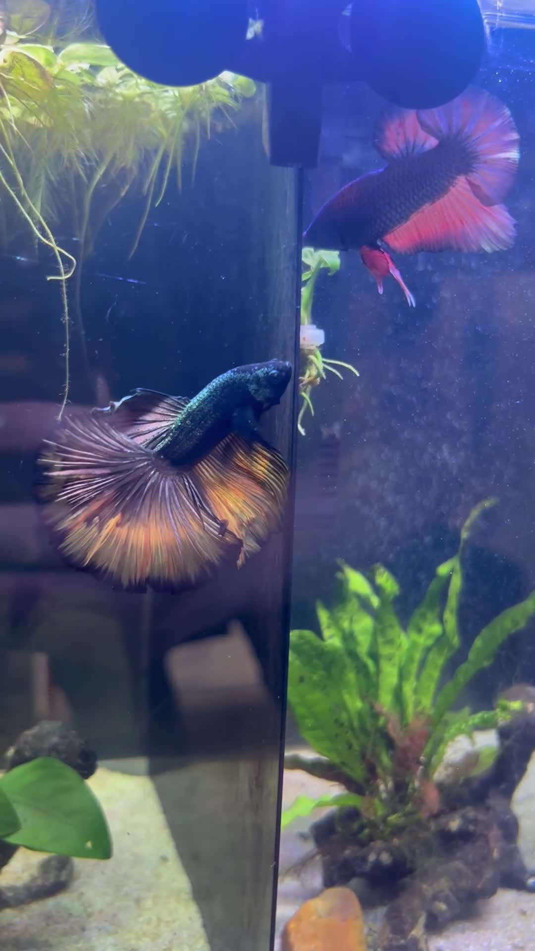 Bettas fish for sale: Betta Fish Sale!! - Video 2