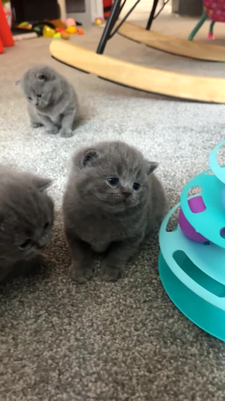British Shorthair cats for sale: British shorthair kittens  - Video 1