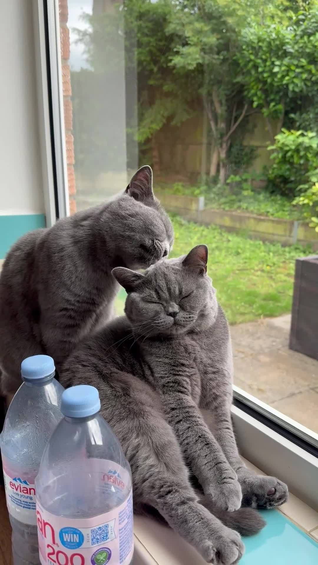 British Shorthair cats for sale: British blue shorthair sisters - Video 1