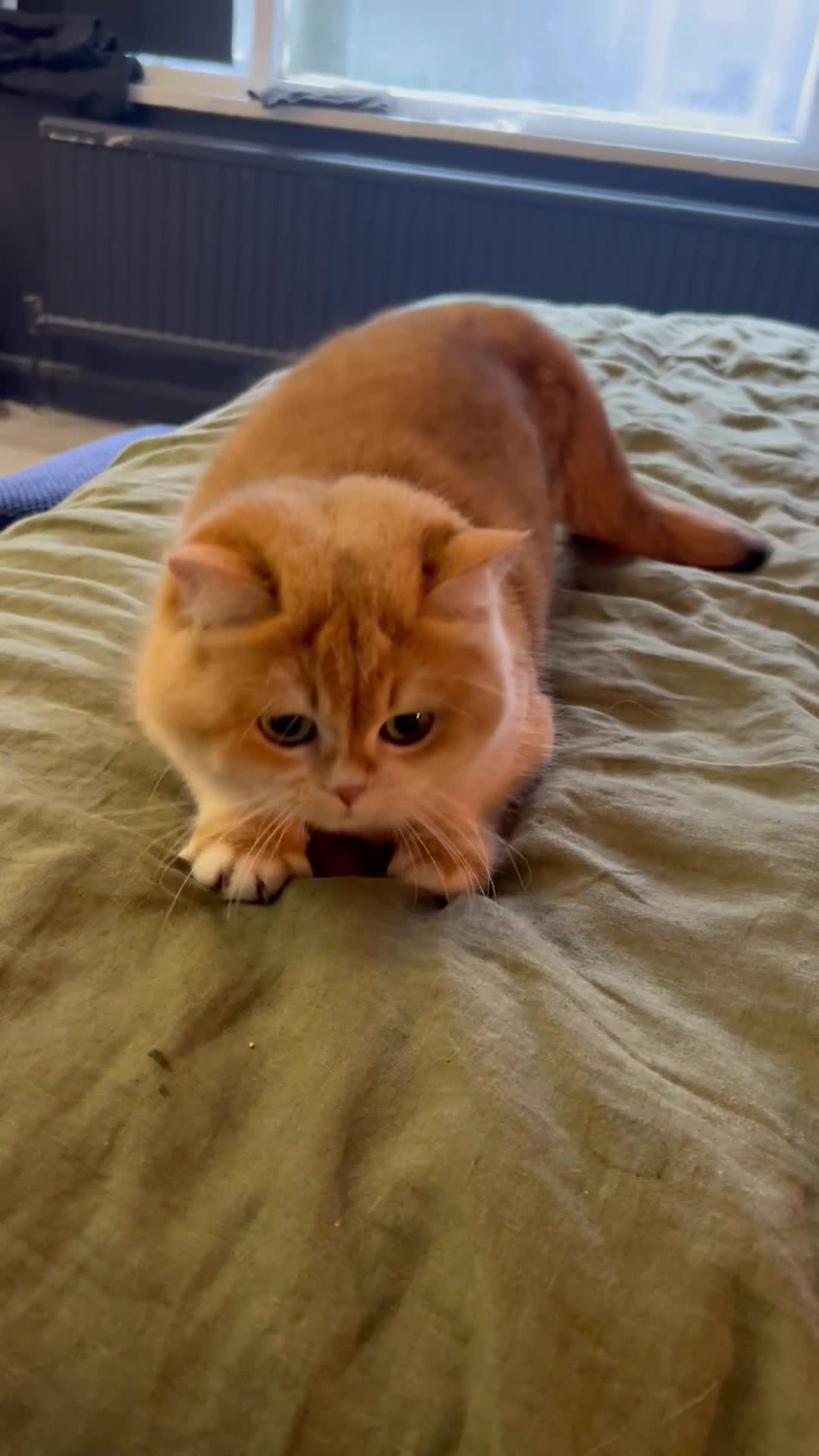 British Shorthair cats for sale: Active queens to pet hobby breeder ONLY  - Video 2