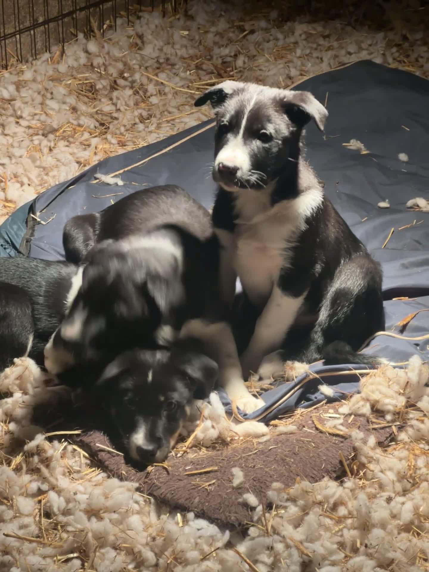 Border Collie dogs for sale: 2 border collie puppies - Video 1