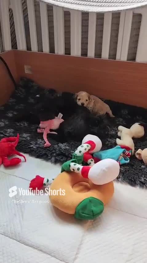 Maltipoo dogs for sale: Family-Raised Toy Maltipoo, DNAClear, 3GenPedigree - Video 2