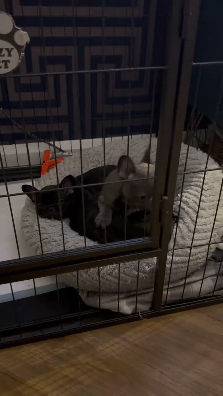 French Bulldog dogs for sale: 3 Gorgeous French Bulldog Puppies – Ready Now! 🐾 - Video 3