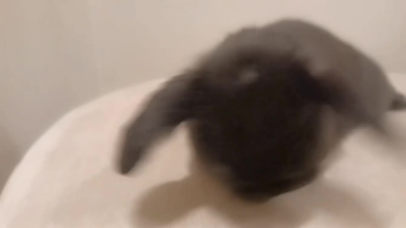 Mini Lop rabbits for sale: Adorable Pure Bred Mini Lop 🥰🐰 - Video 1