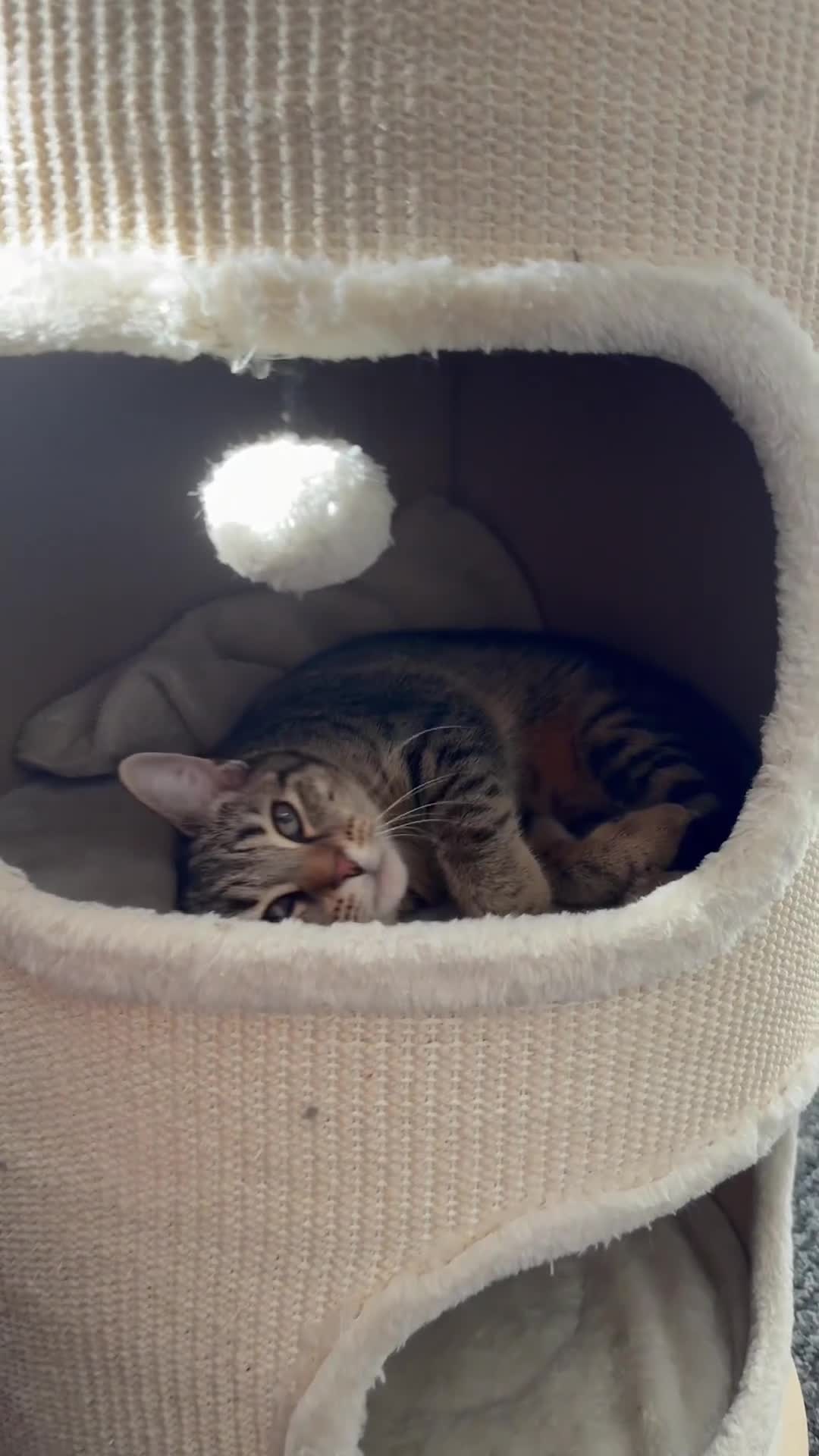 Mixed Breed cats for sale: Asu - The Beautiful Transformation - Video 1
