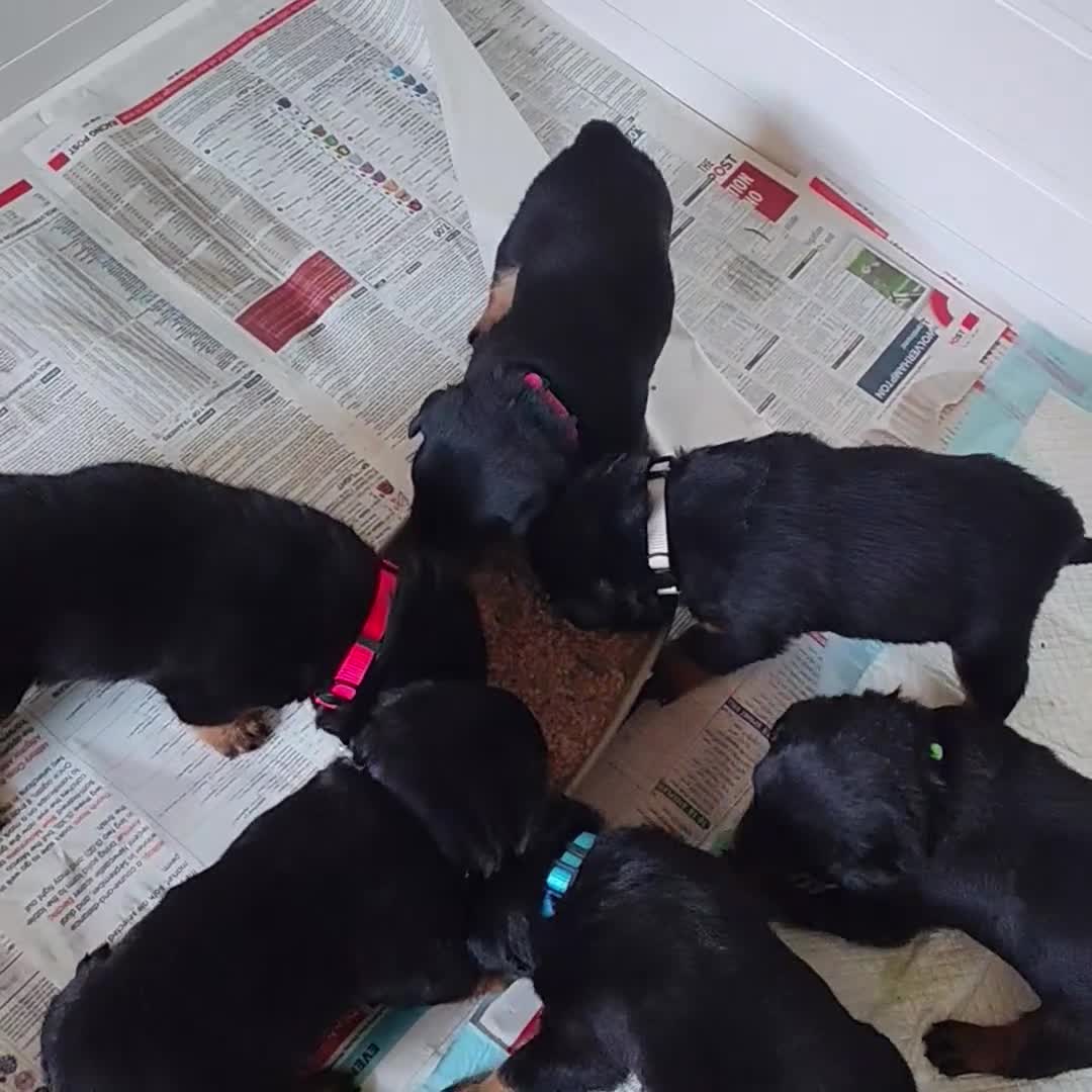 Rottweiler dogs for sale: Rottweiler puppies  - Video 2