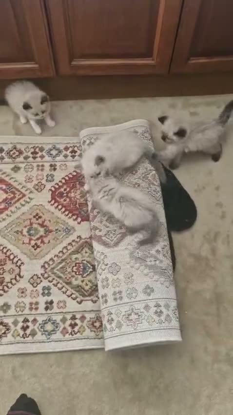 Ragdoll cats for sale: Beautiful Ragdoll KittensReady 4Their New Homes 🐾 - Video 2