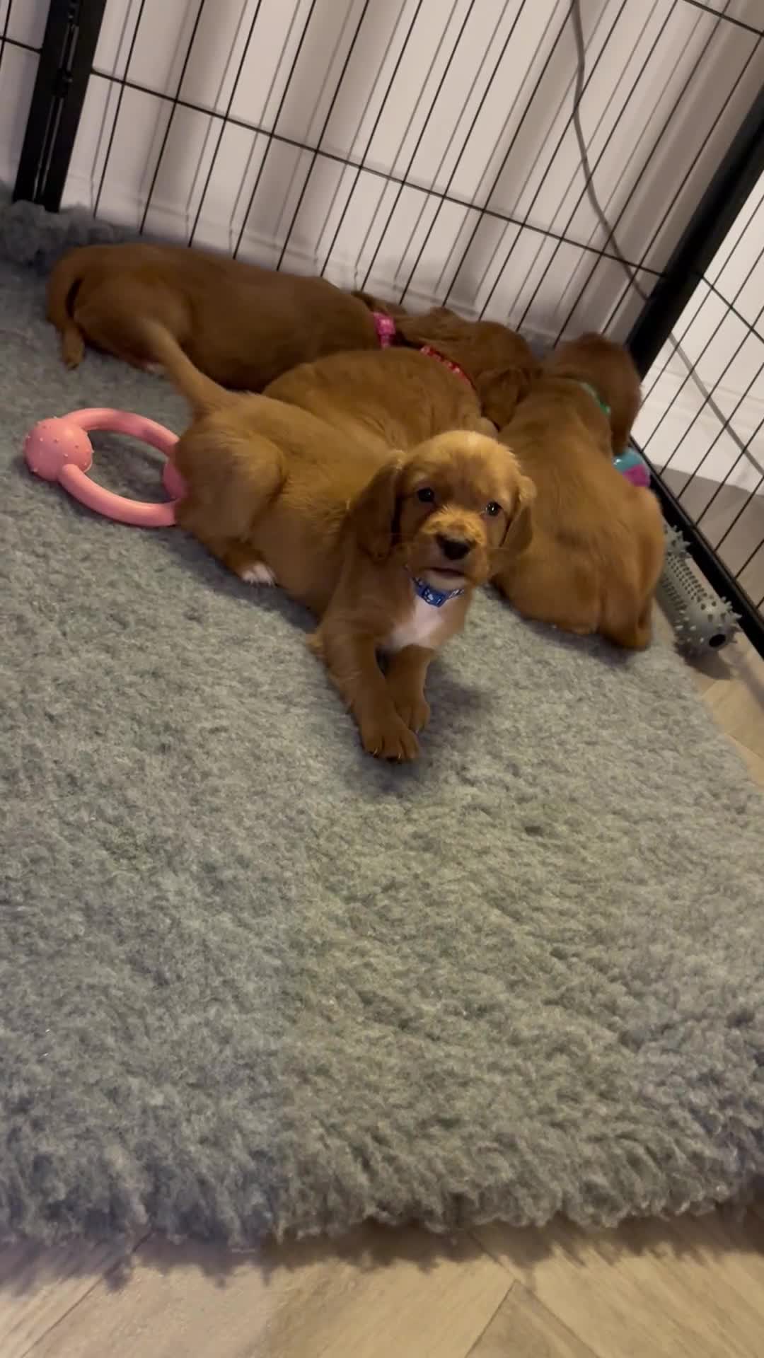 Cocker Spaniel dogs for sale: 🧡Fox Red WCS🧡 - Video 5