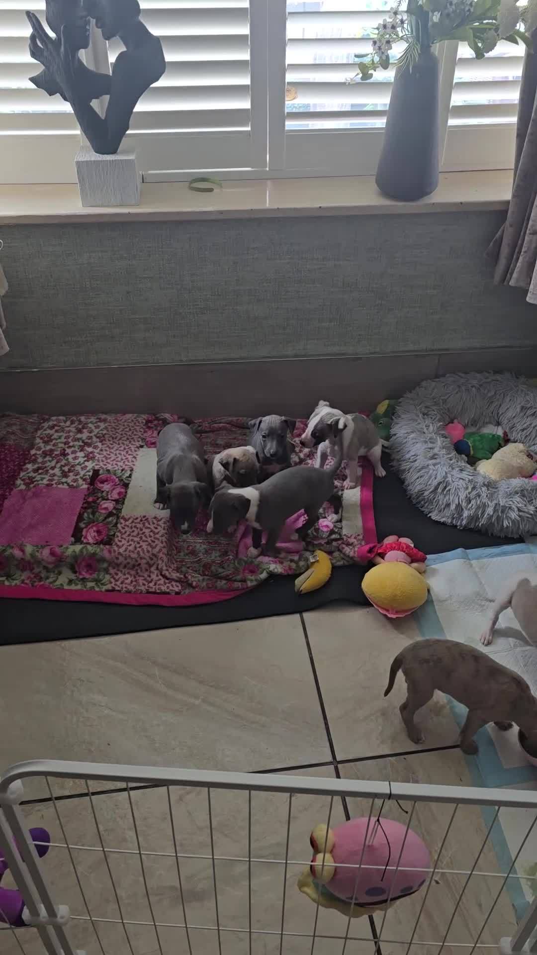 Whippet dogs for sale: The most precious! Kc wippets 🐶 boys & girls   - Video 3