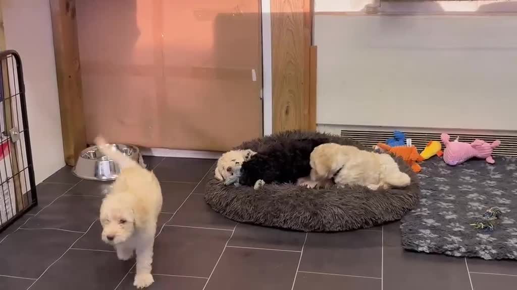 Labradoodle dogs for sale: Multi generation Standard labradoodles  - Video 1