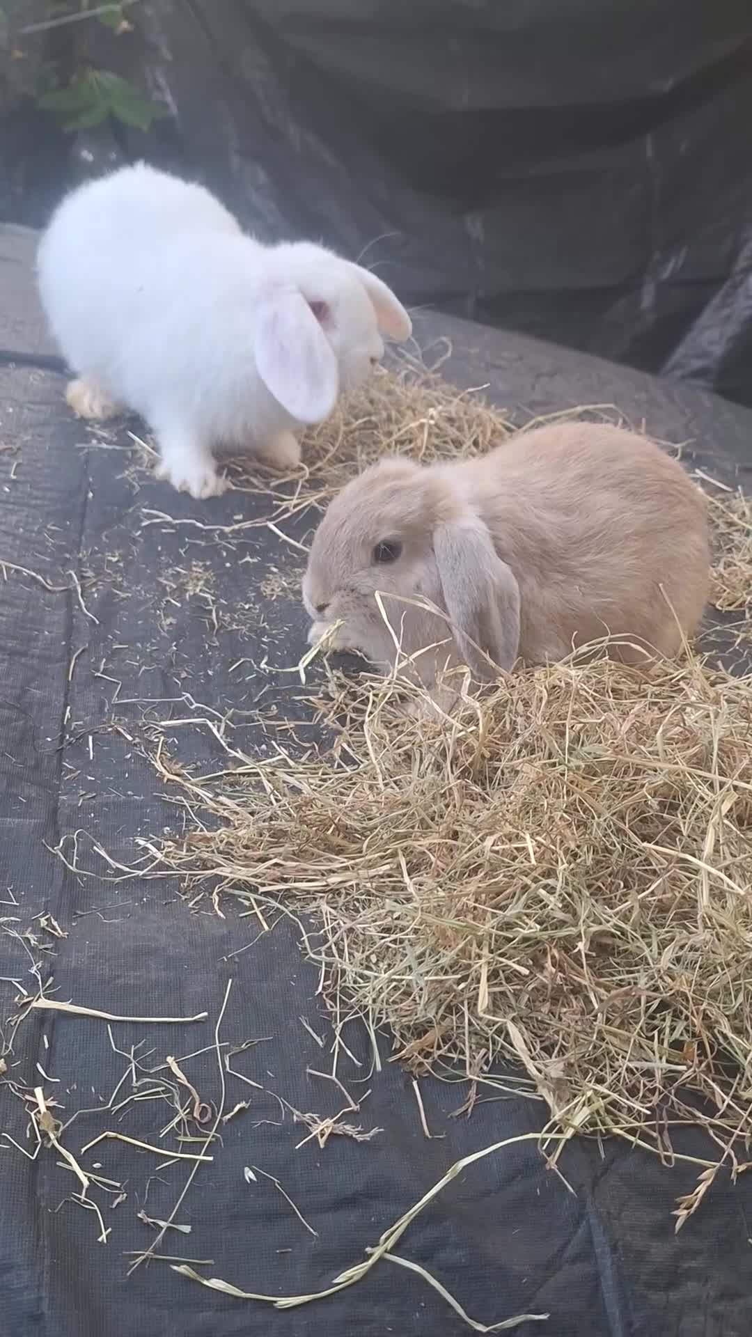 Mini Lop rabbits for sale: Beautiful purebred mini lop eared kits  - Video 4