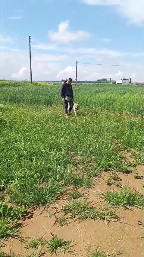 Mixed Breed dogs for adoption: Sweet boy Timo needs a home  - Video 2