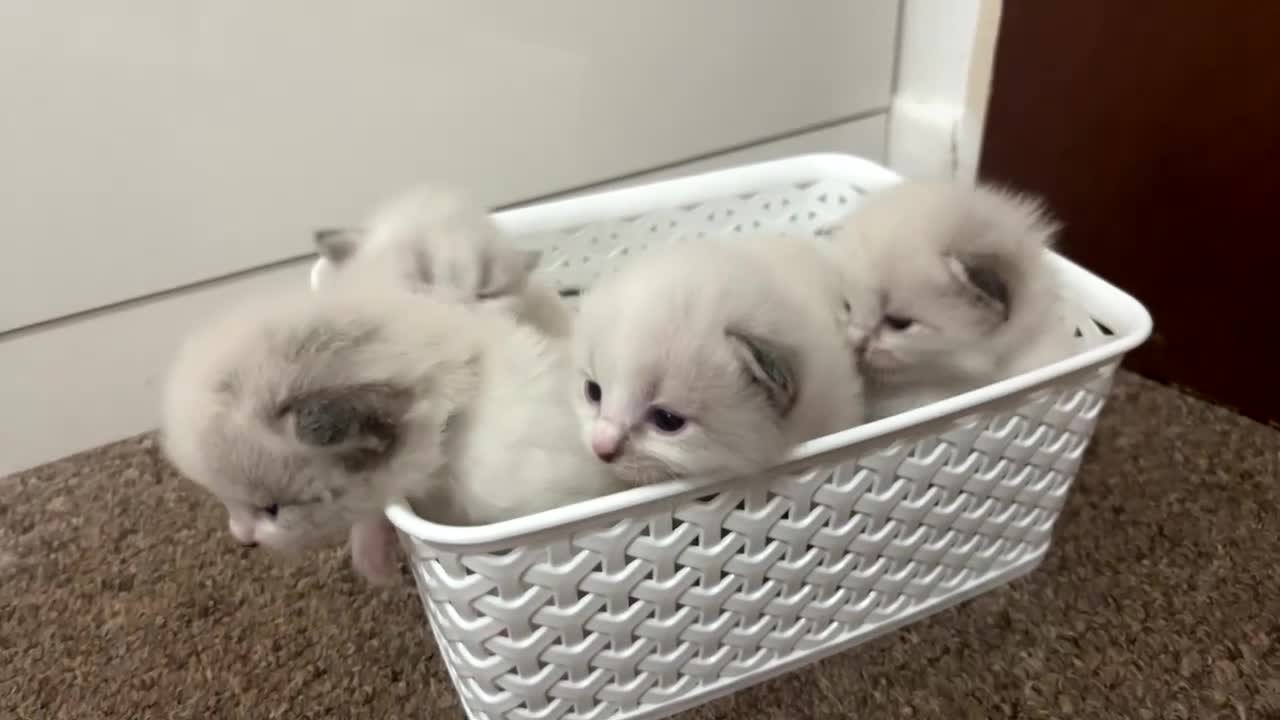 Siberian cats for sale: Pure bred siberian kittens  - Video 5