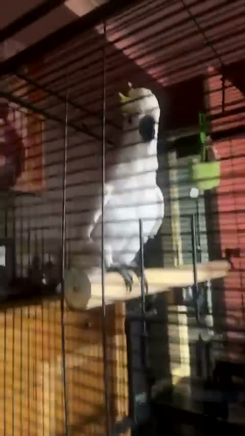 Cockatoo birds for sale: Sulpher crested cockatoo SILLY TAME in Rochdale - Video 2