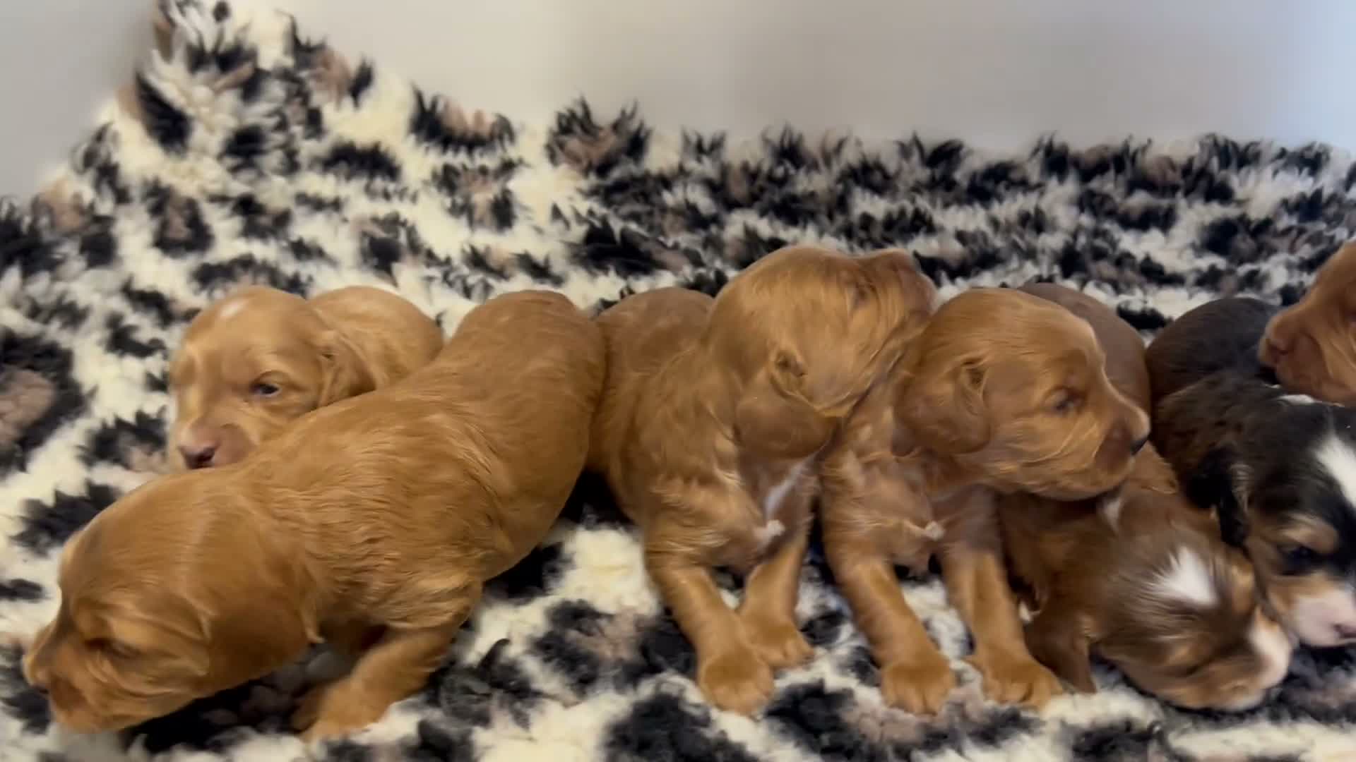 Cockapoo dogs for sale: F1 cockapoo puppies looking for 5⭐️ families  - Video 1