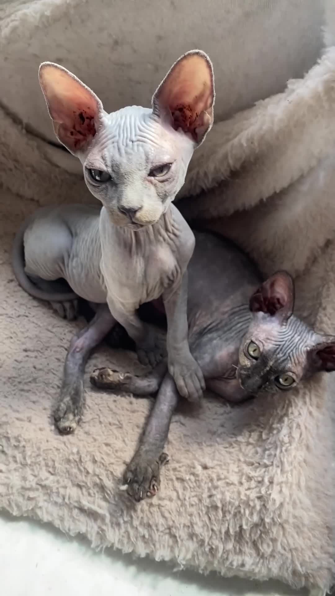 Sphynx cats for sale: Beautiful coloured kittens Spinx   - Video 2
