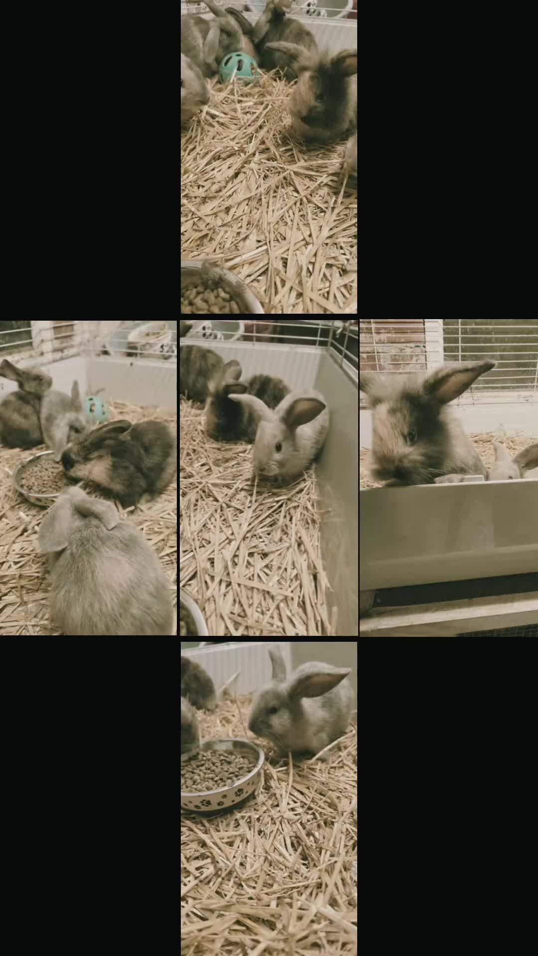 Mixed Breed rabbits for sale: Stunning lionhead/mini lop bunnys  in Bolton - Video 1