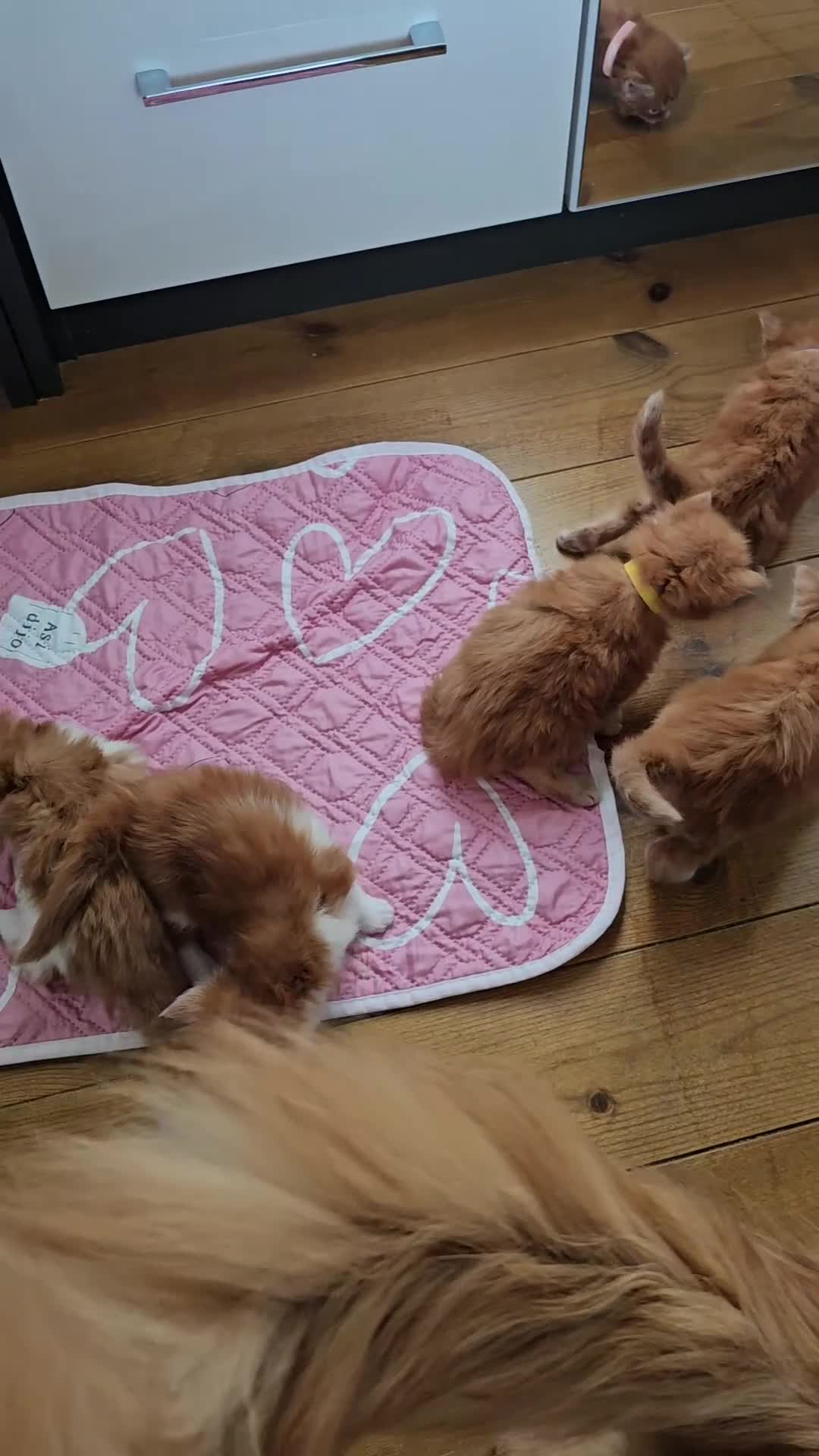 Maine Coon cats for sale: ARIODREAMMAINECOON  - Video 1