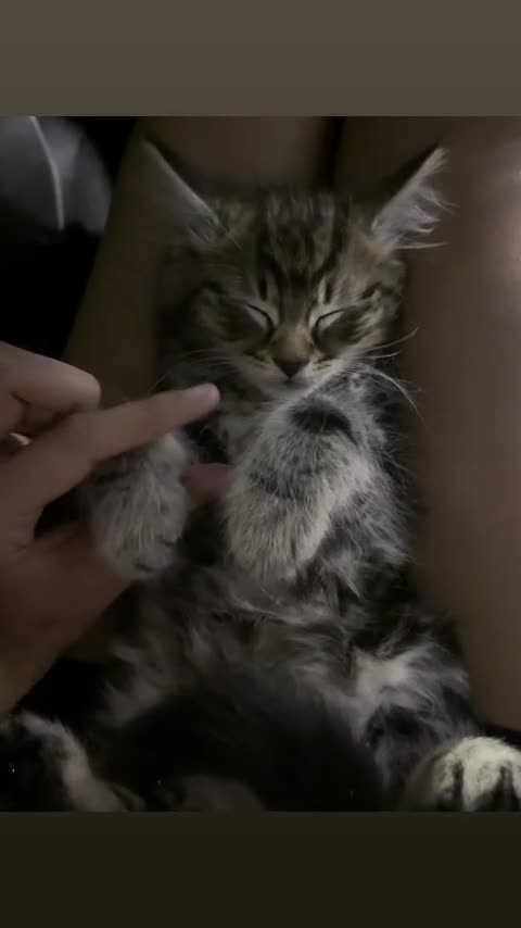 Maine Coon cats for sale: British shorthair and Maine coon kitten. (NO) - Video 2