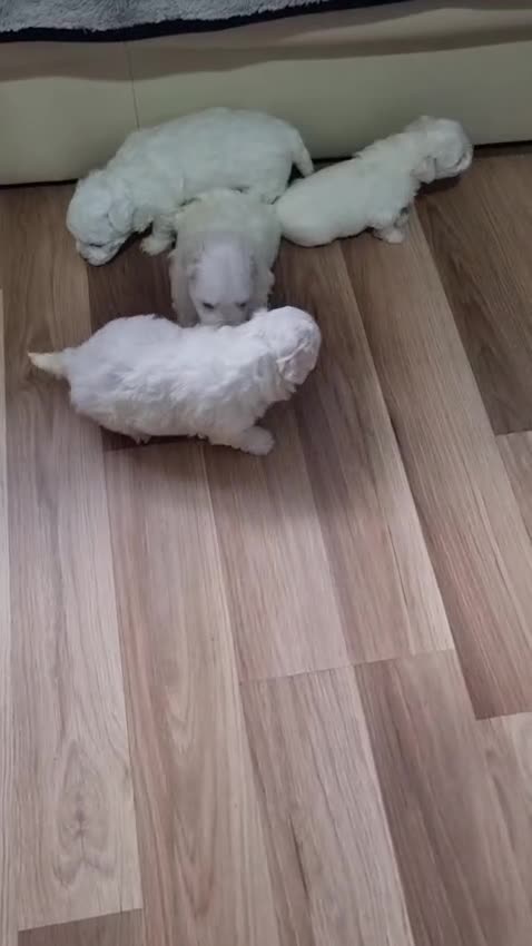 Bichon Frise dogs for sale: BISHONI FRISE💙💙💙 Lovely Companions 💙💙💙 - Video 1